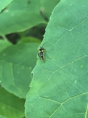 Trypherus frisoni
