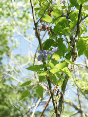 Clematis occidentalis