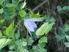 Clematis occidentalis