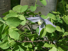 Clematis occidentalis