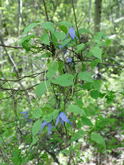 Clematis occidentalis