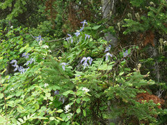 Clematis occidentalis