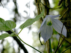 Clematis occidentalis