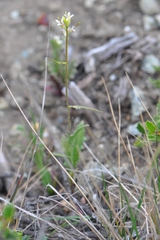 Caulanthus lasiophyllus