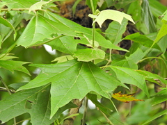 Platanus rzedowskii