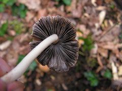 Coprinellus saccharinus