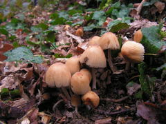 Coprinellus saccharinus