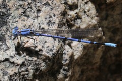 Argia munda