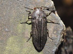 Polycesta