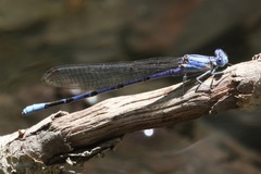 Argia munda