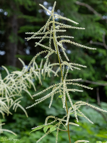 Aruncus dioicus var. acuminatus