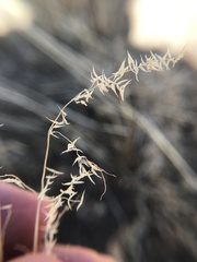 Poa fendleriana