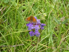 Thymelicus sylvestris
