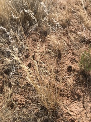 Poa fendleriana