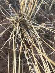 Poa fendleriana