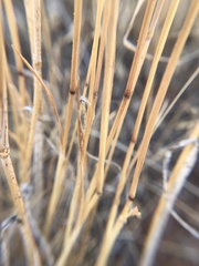Poa fendleriana