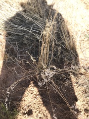 Poa fendleriana