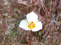 Calochortus bruneaunis