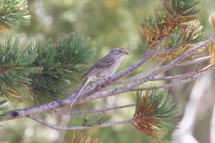 Spizella breweri breweri