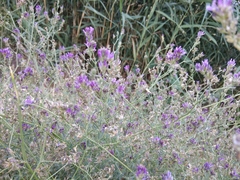 Medicago lessingii