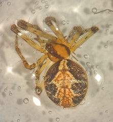 Theridion pictum