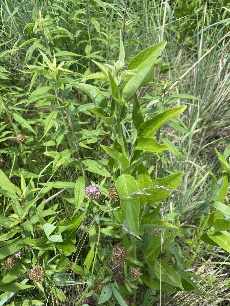showy ticktrefoil from Skillmans Ln, Somerset, NJ, US on June 29, 2020
