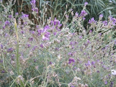 Medicago lessingii