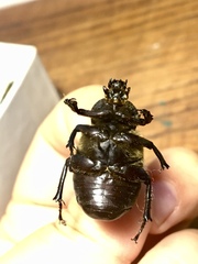Osmoderma eremicola