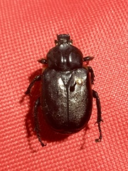 Osmoderma eremicola