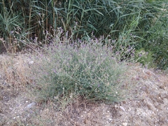 Medicago lessingii