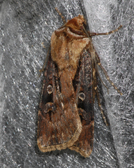 Agrotis vancouverensis