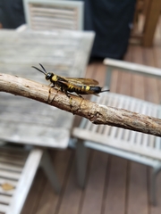 Eriotremex formosanus