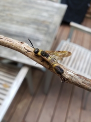 Eriotremex formosanus