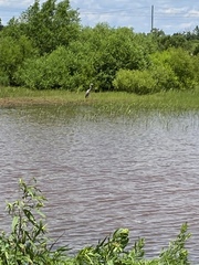 Ardea herodias herodias