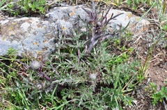 Cirsium quercetorum