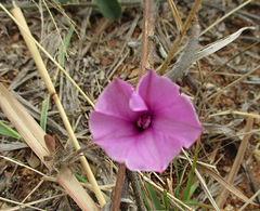 Ipomoea