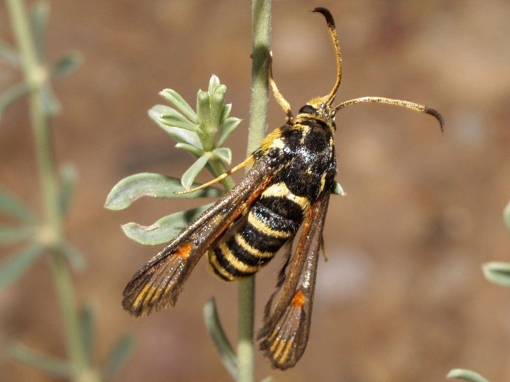 Synanthedonini