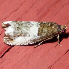 Notocelia rosaecolana