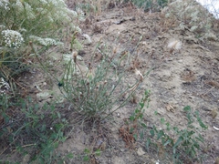 Tragopogon graminifolius