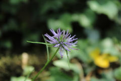 Phyteuma scheuchzeri