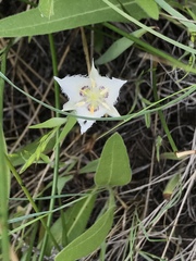 Calochortus lyallii