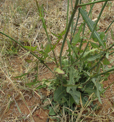 Asteraceae