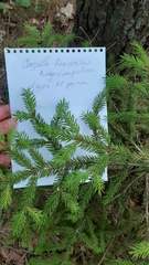 Picea abies