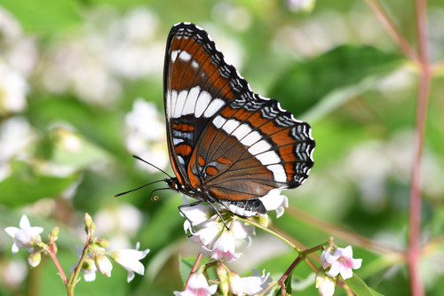 Red-spotted Admiral, photo 4 of 10