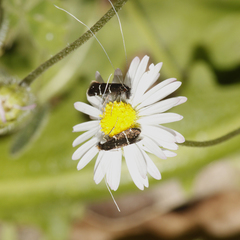 Adela septentrionella