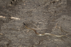 Xenochrophis vittatus
