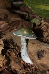 Stropharia