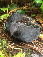 Polyporaceae