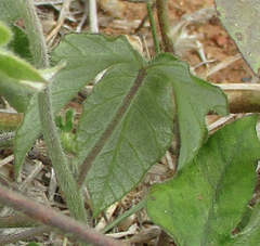 Ipomoea