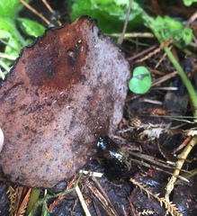 Polyporaceae